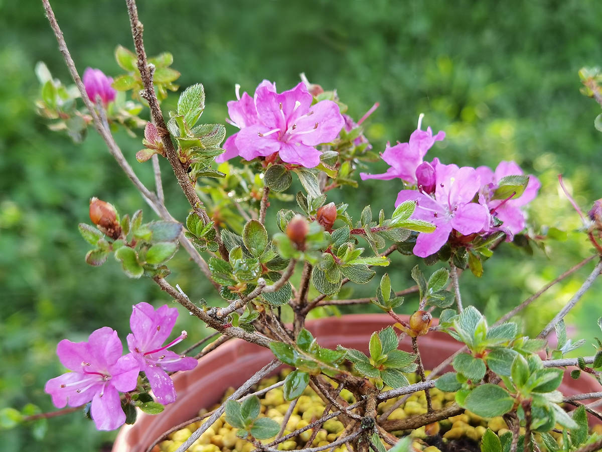 Rhododendron kiusianum var alpinum